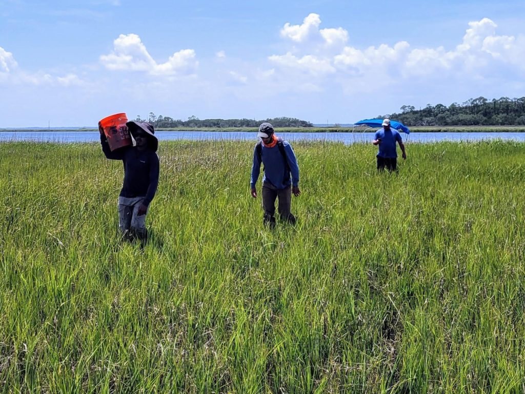 Three people walking through the marsh carrying equipment. A tidal creek is in the background.